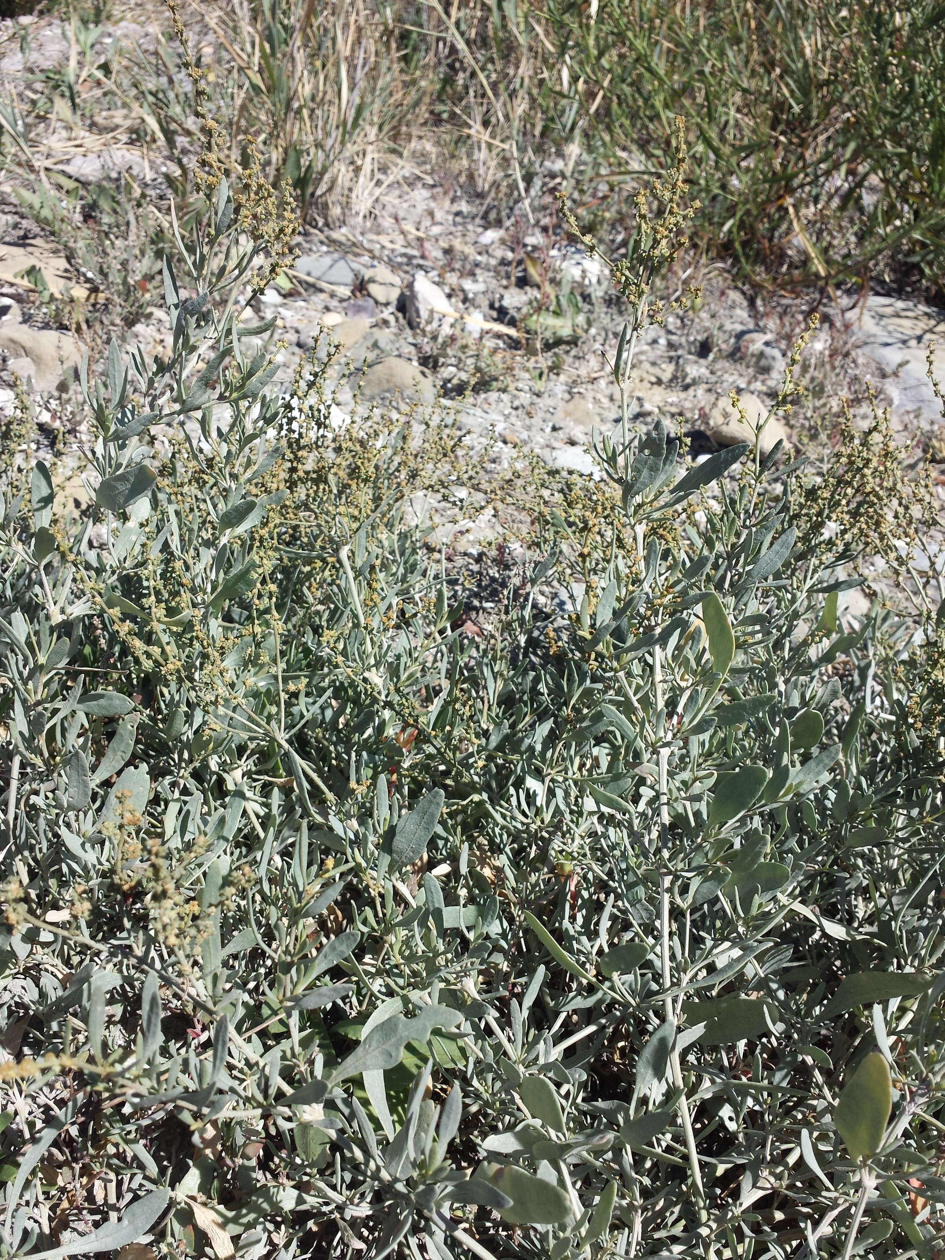 Image of sea-purslane