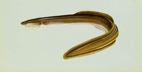 Image of American Eel