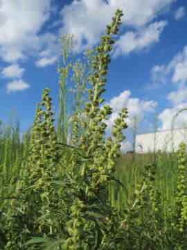 Image of Cuman ragweed