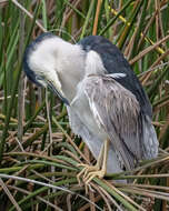 Image of Night Herons