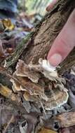 Image of Turkey Tail