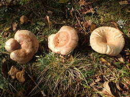 صورة Lactarius pubescens Fr. 1838