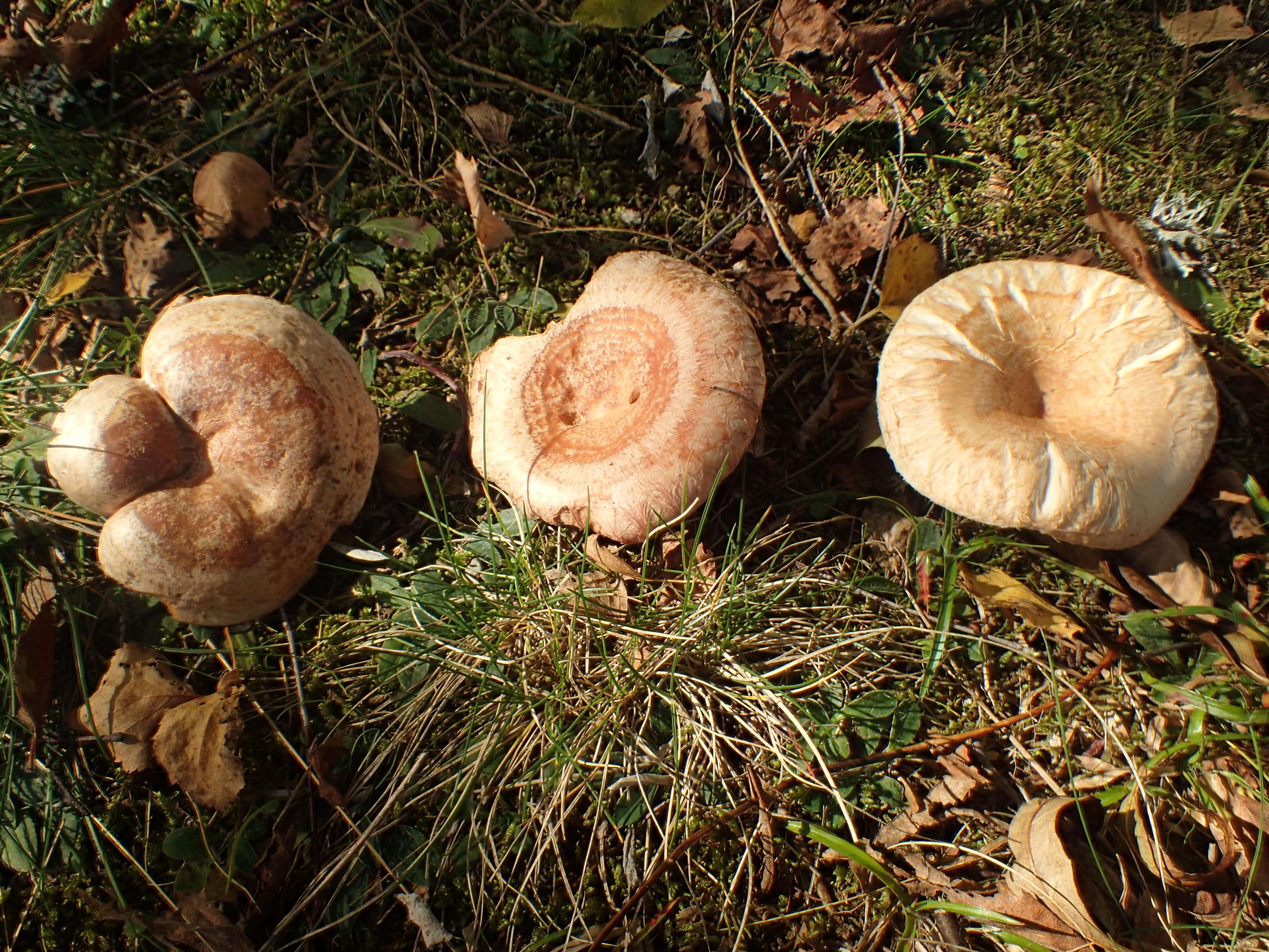 صورة Lactarius pubescens Fr. 1838