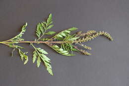 Image of annual ragweed