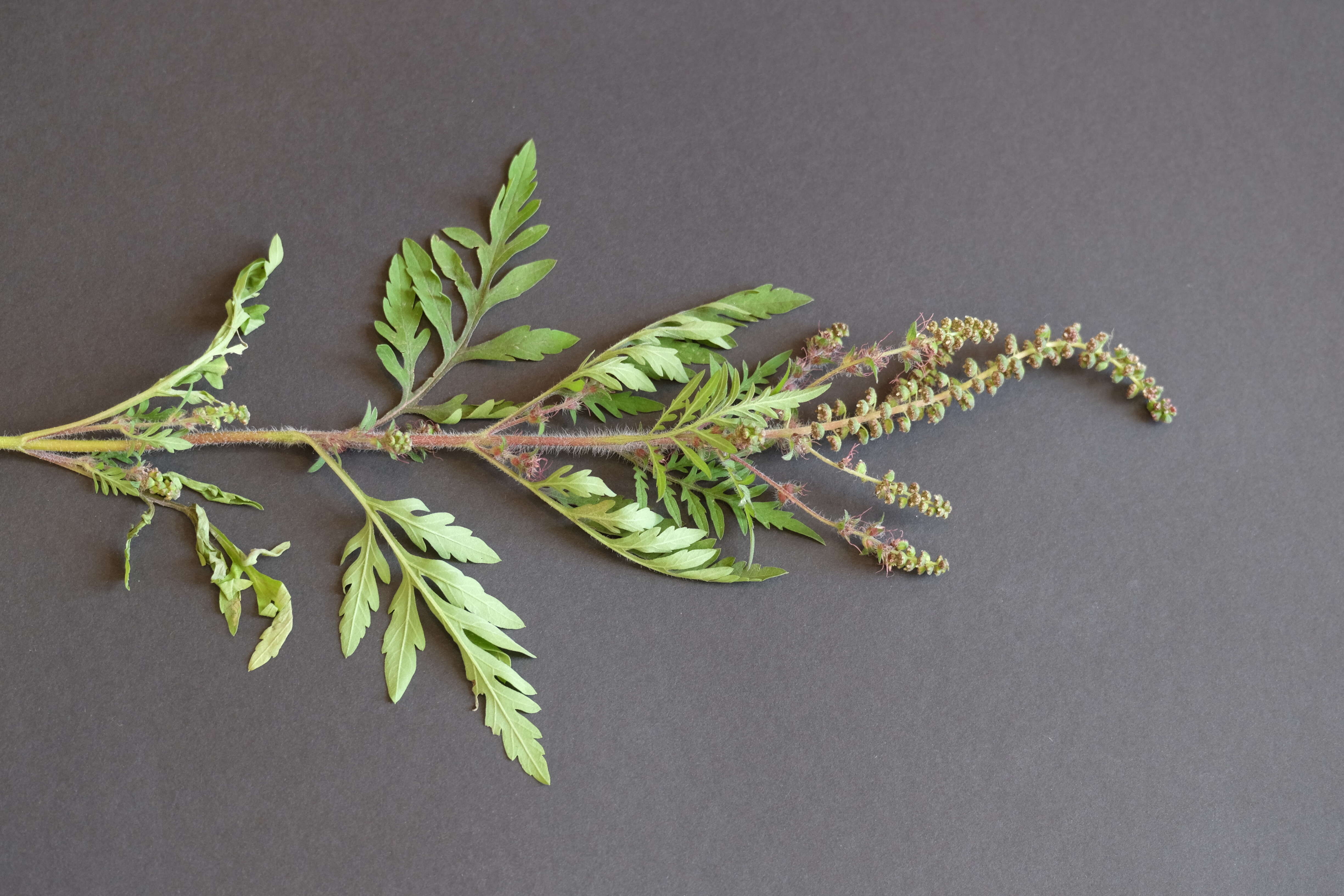 Image of annual ragweed