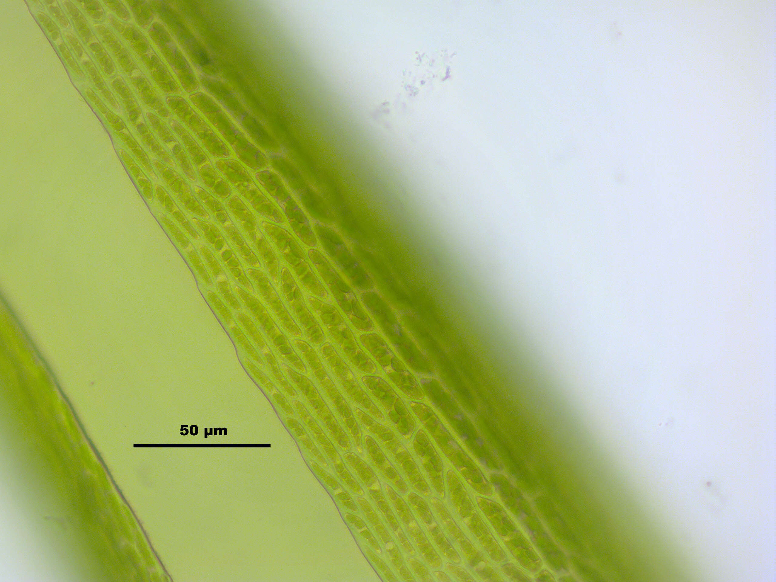 Image of denuded dicranodontium moss