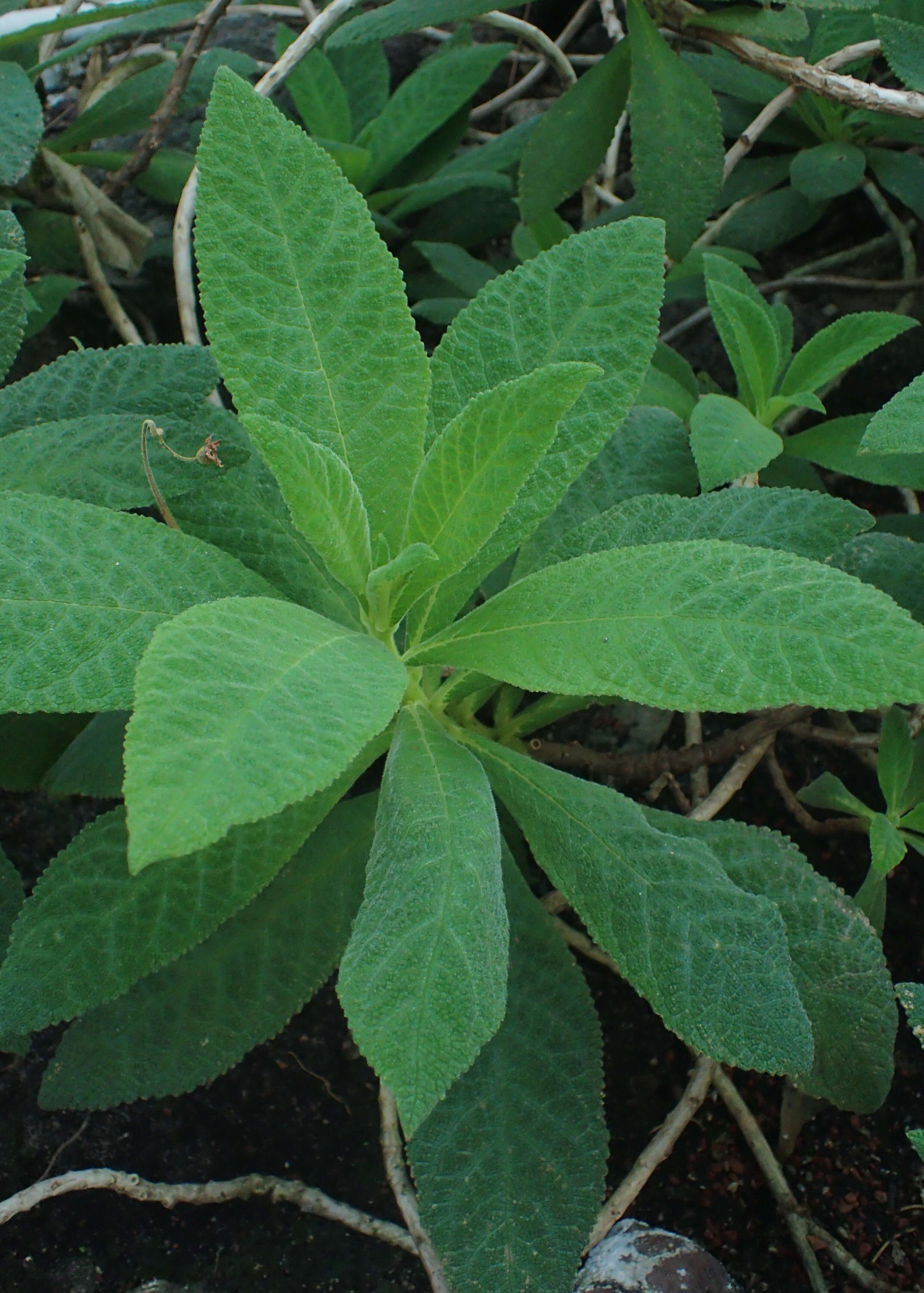 Imagem de Rhytidophyllum exsertum Griseb.