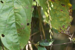 Image of fiveleaf yam