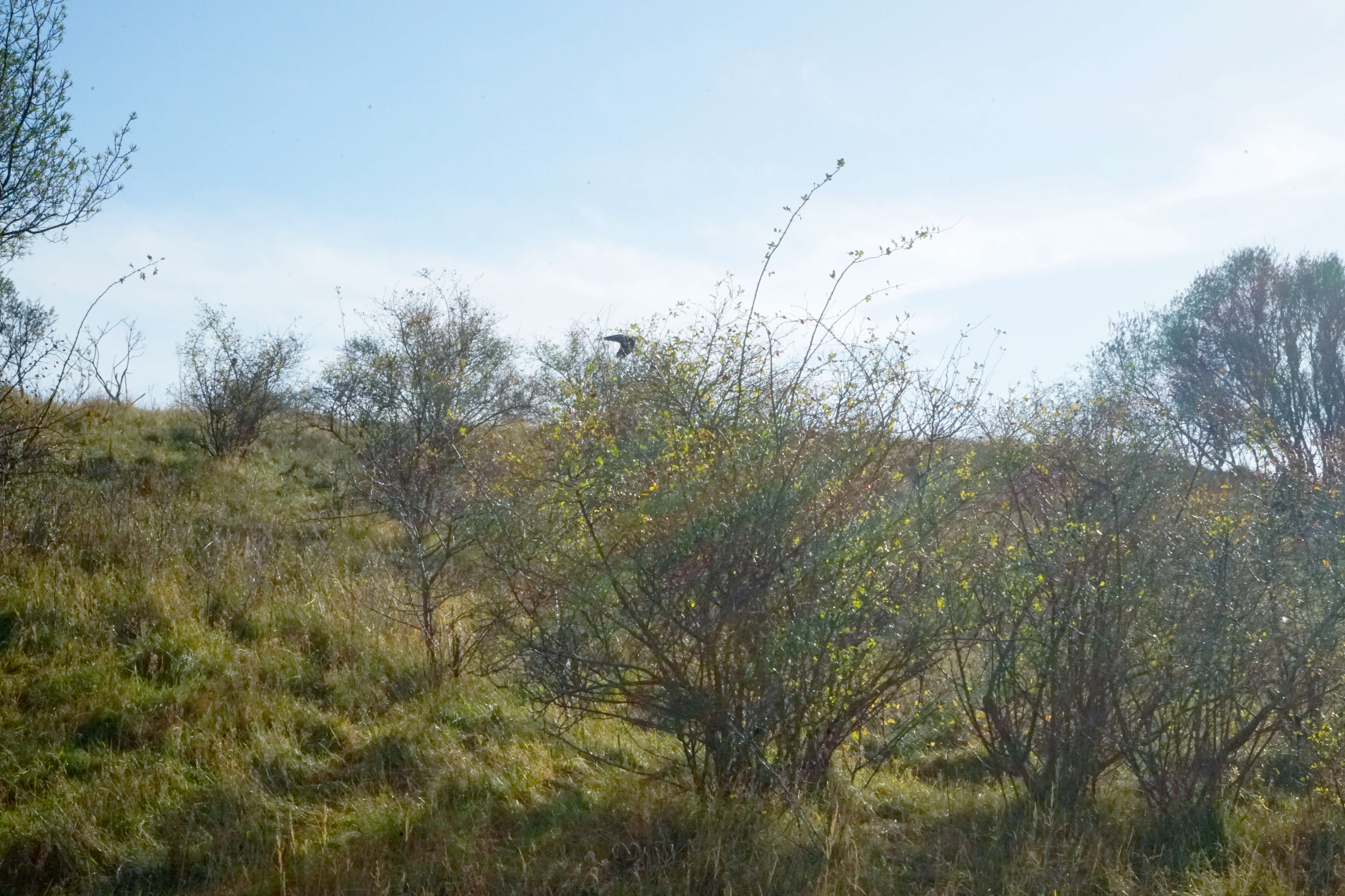 Image of Sea-buckthorn