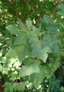 Image of Acer pilosum Maxim.