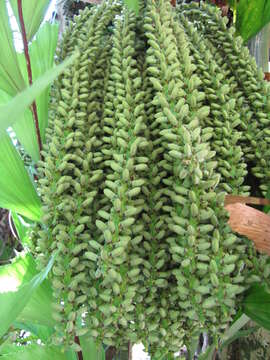 Image of Burmese fishtail palm