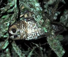 Image of Rufous-banded Owl