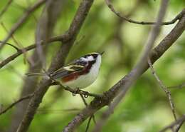 Image of Chestnut-sided Warbler