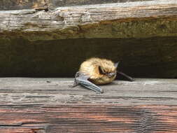 Image of Eastern Small-footed Myotis