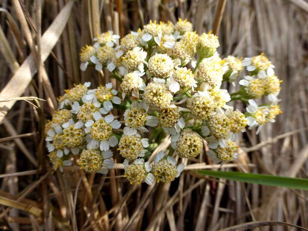 Image of Sneezeweed