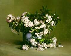 Image of mountain laurel