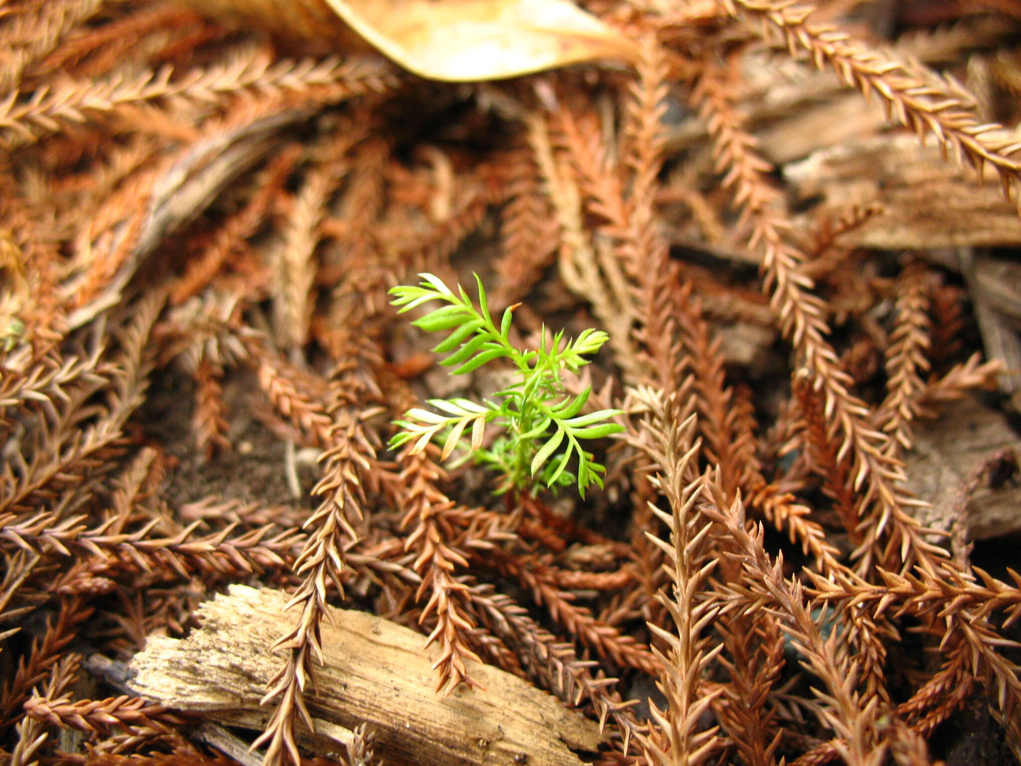 Image of Dacrydium