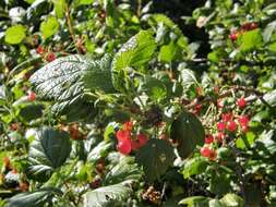 Image of Rock Red Currant