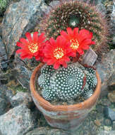 Image of Rebutia minuscula K. Schum.