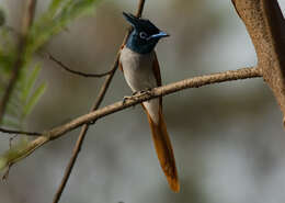 Image of Asian Paradise-Flycatcher