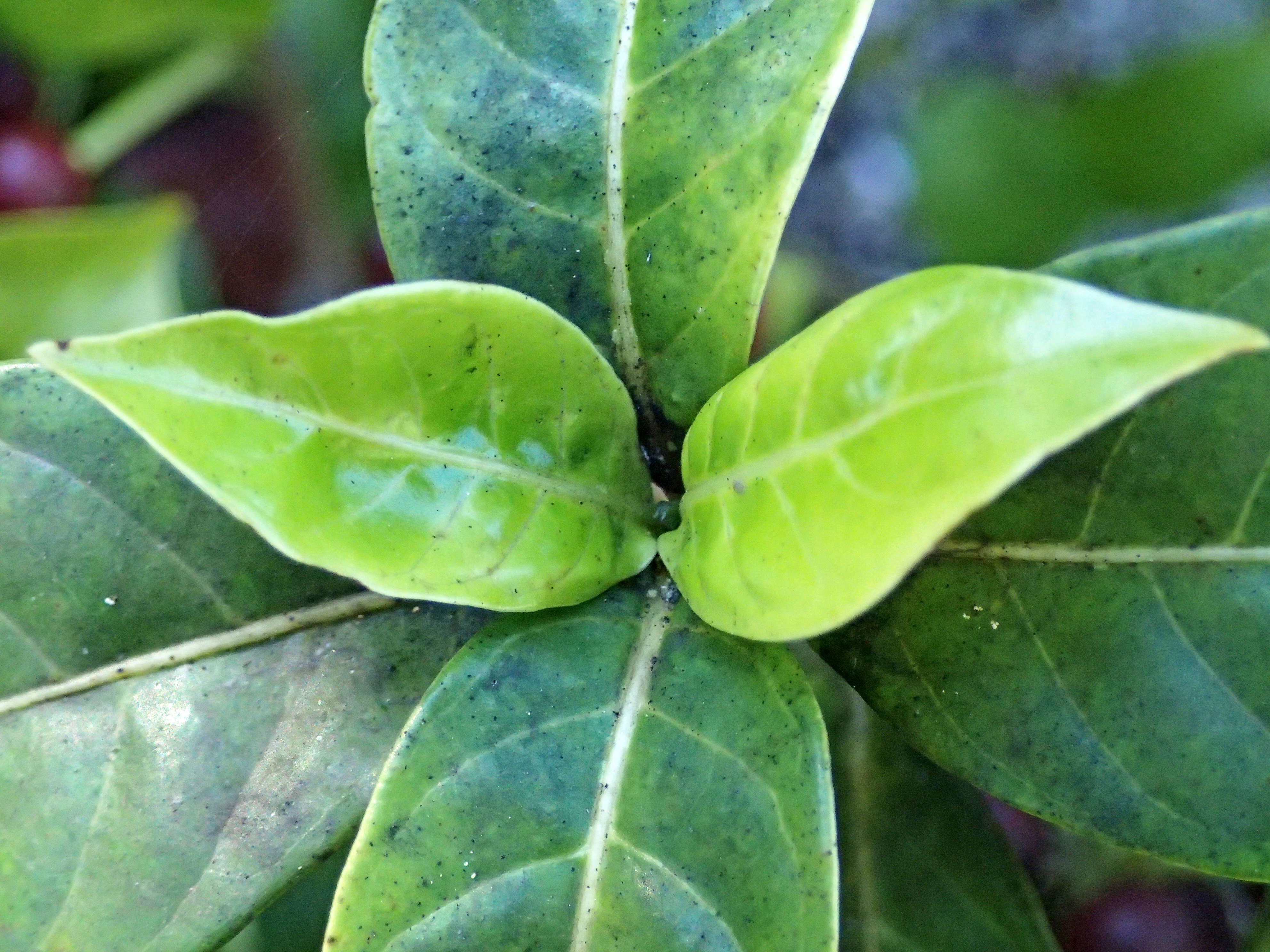 Plancia ëd Psychotria ligustrifolia (Northr.) Millsp.