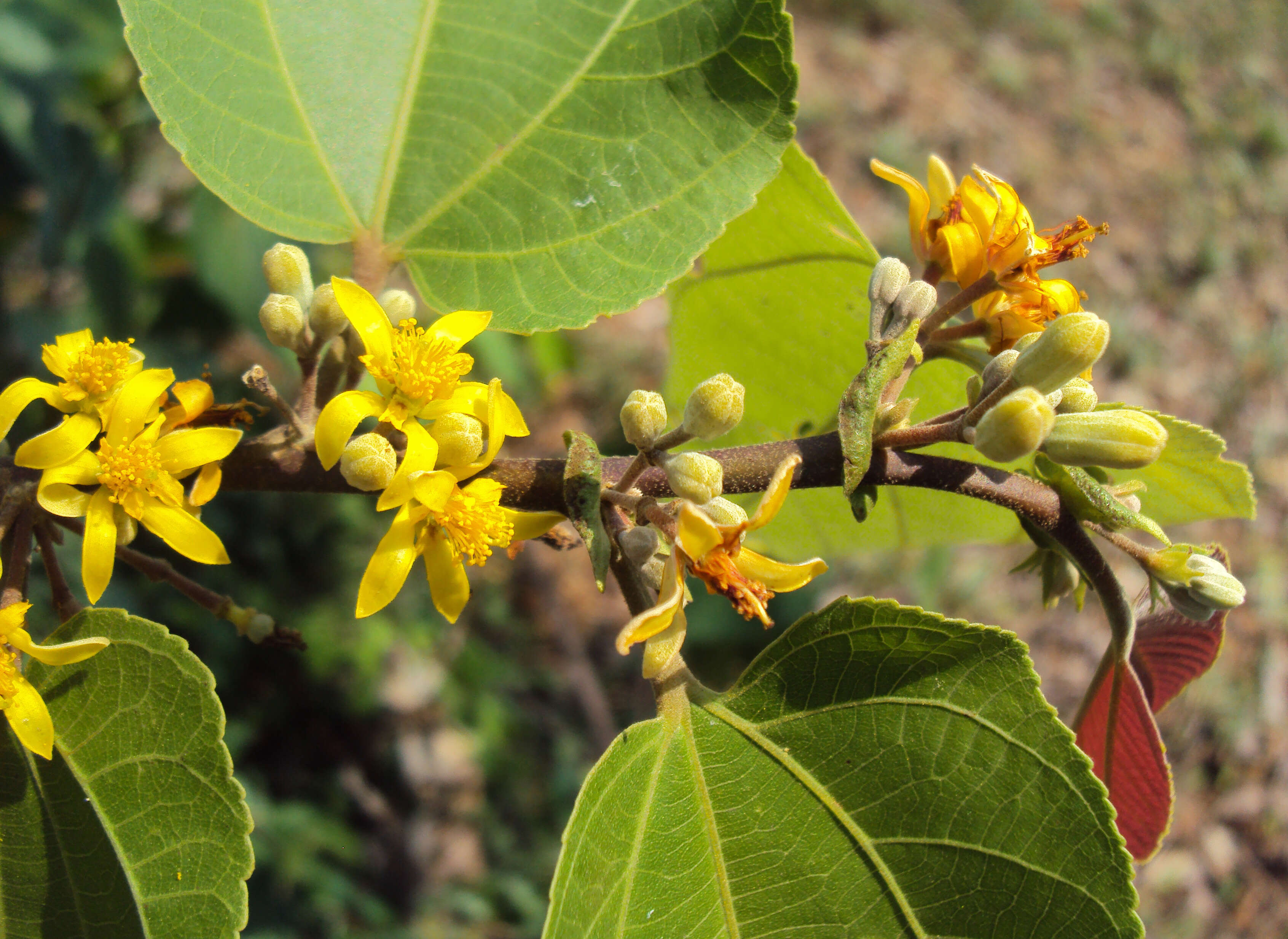 Image of Grewia tiliifolia Vahl