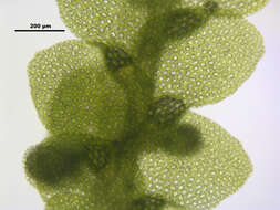 Image of Lejeunea cavifolia (Ehrh.) Lindb.