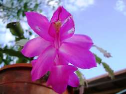 Image of schlumbergera