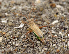 Image de Notostira elongata (Geoffroy 1785)