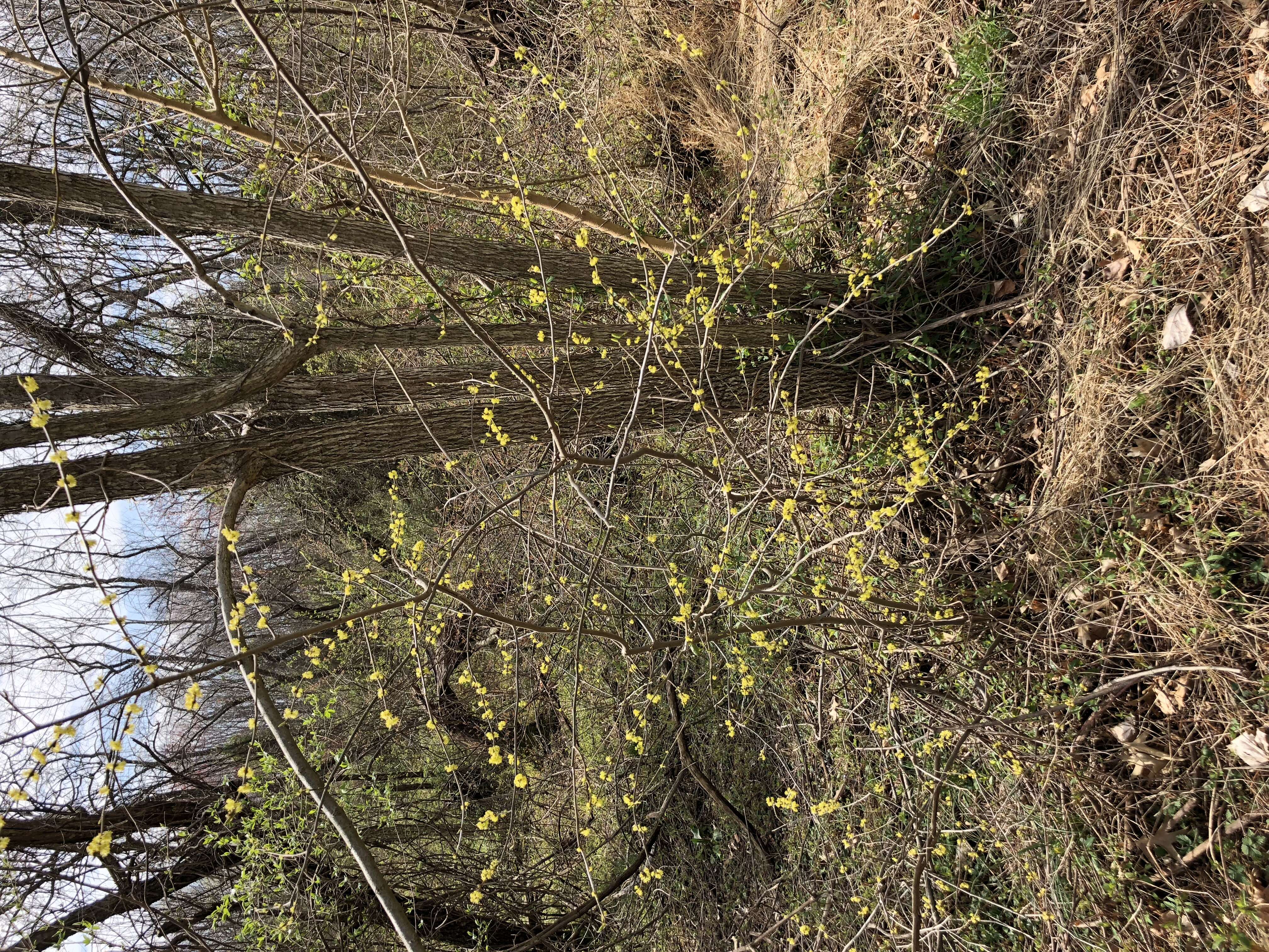 Image of northern spicebush