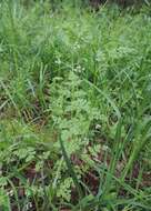 Image of bur chervil