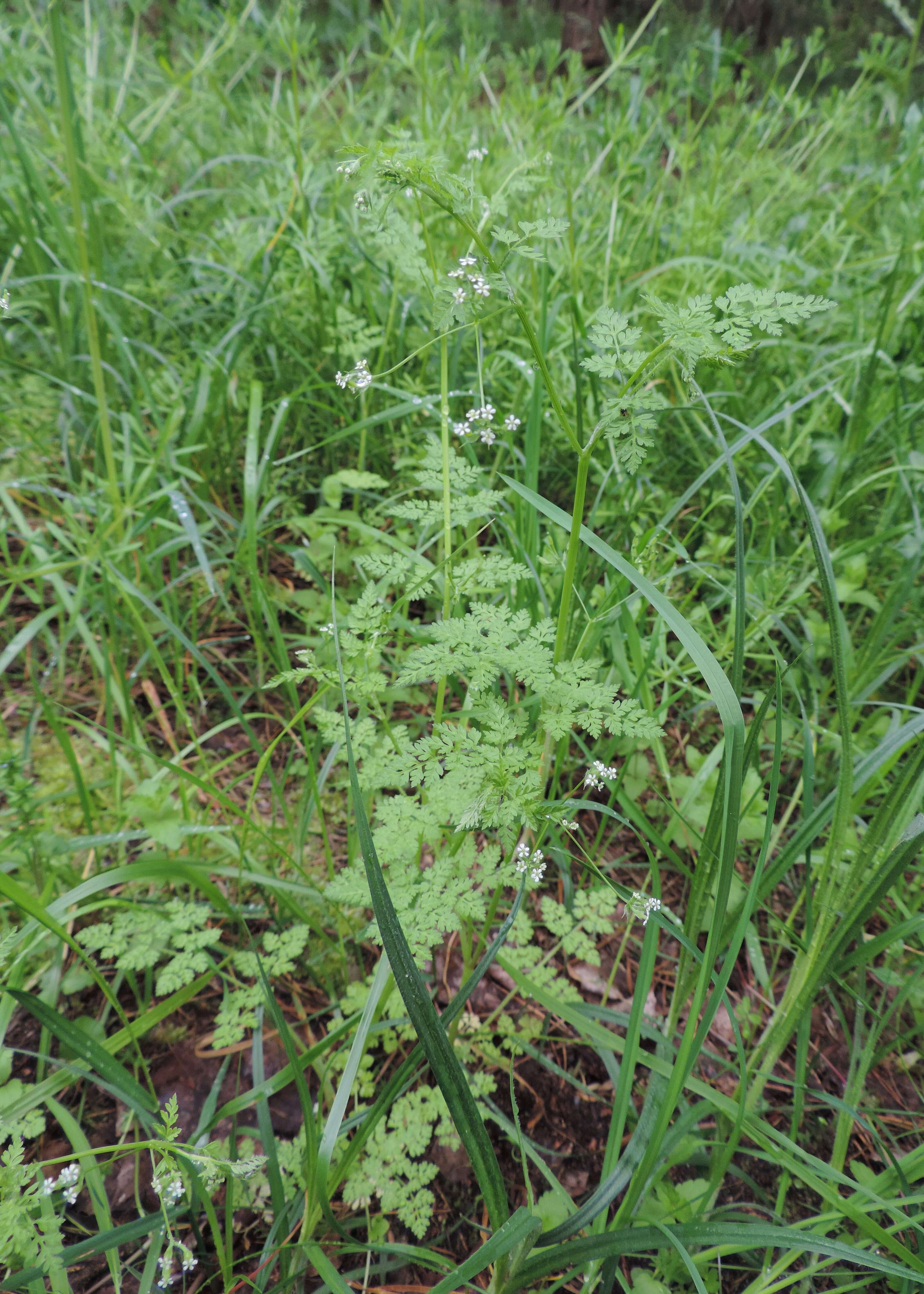 Image of bur chervil