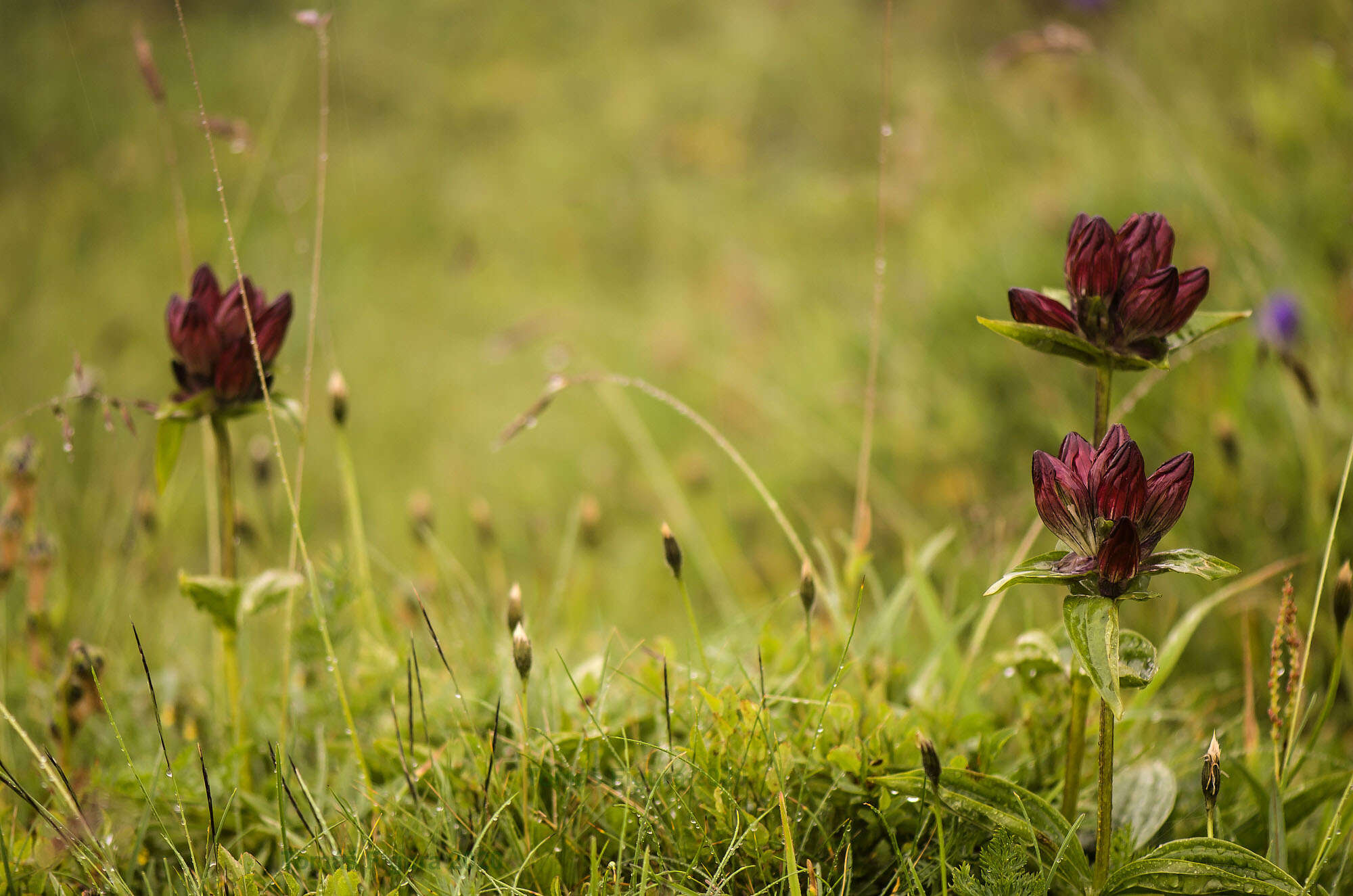 Image de Gentiane Pourpre