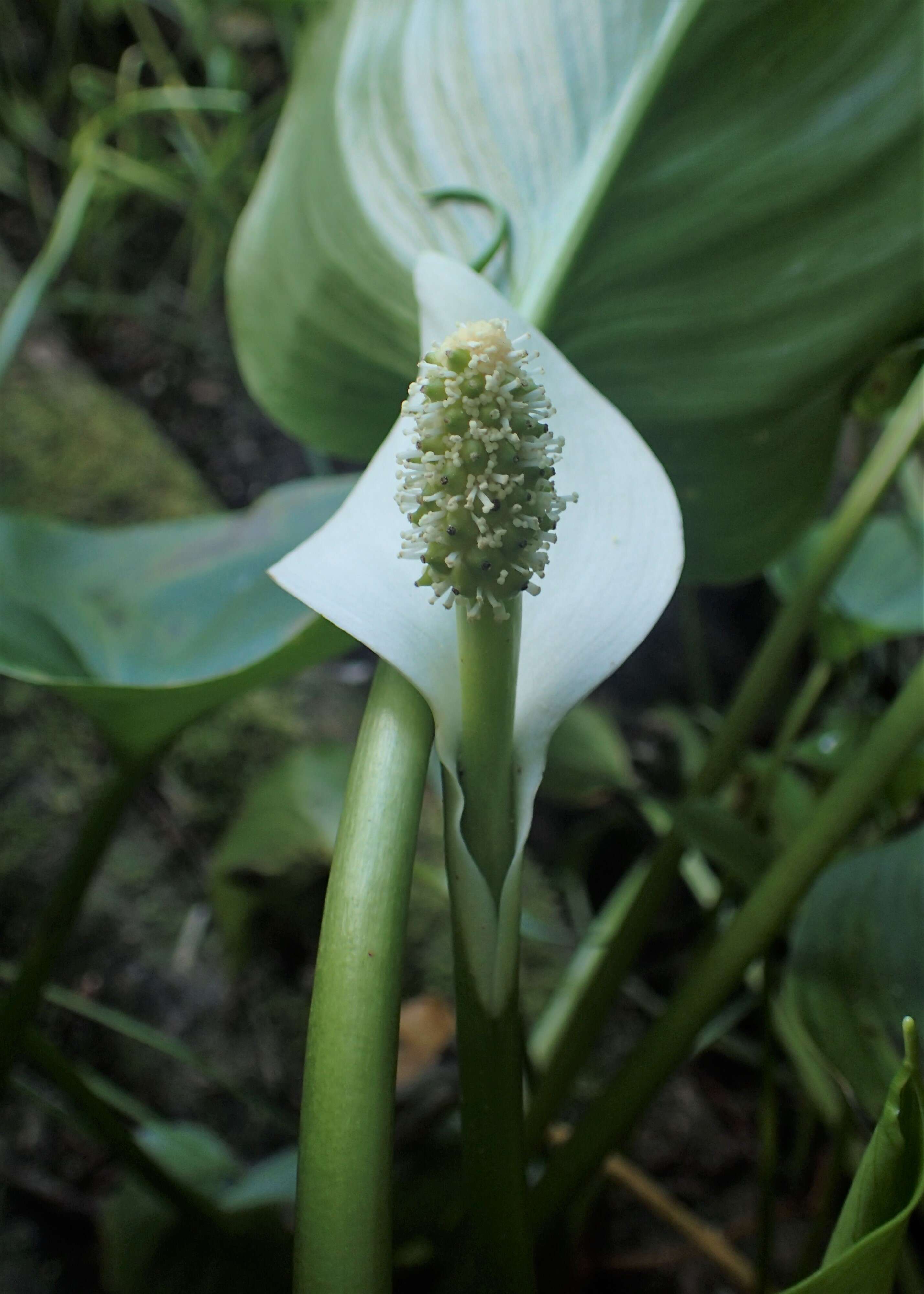 Image of callalily