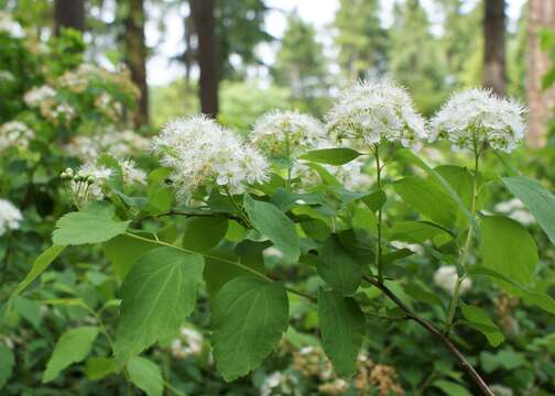 Image of Germander meadowsweet