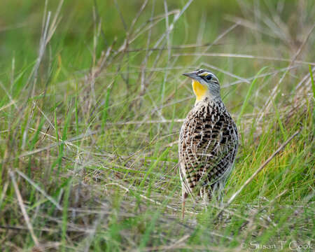 Image of Western Meadowlark