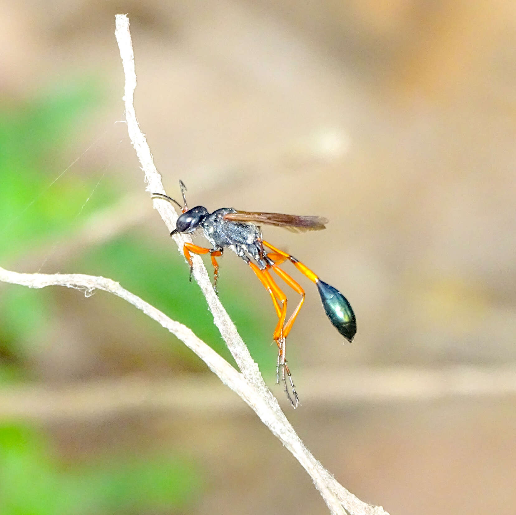 Image de Ammophila W. Kirby 1798