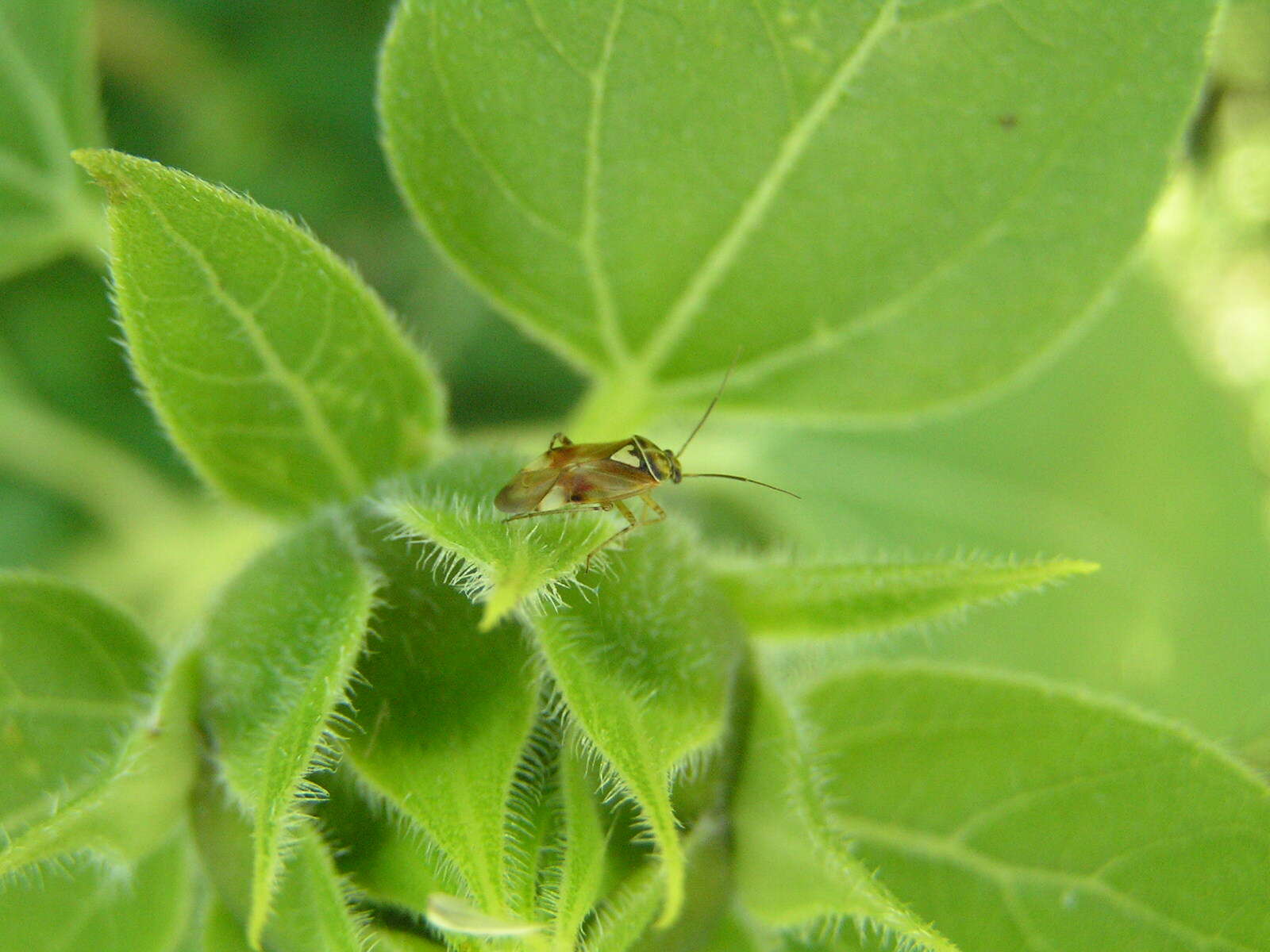 Image of alfalfa lygus