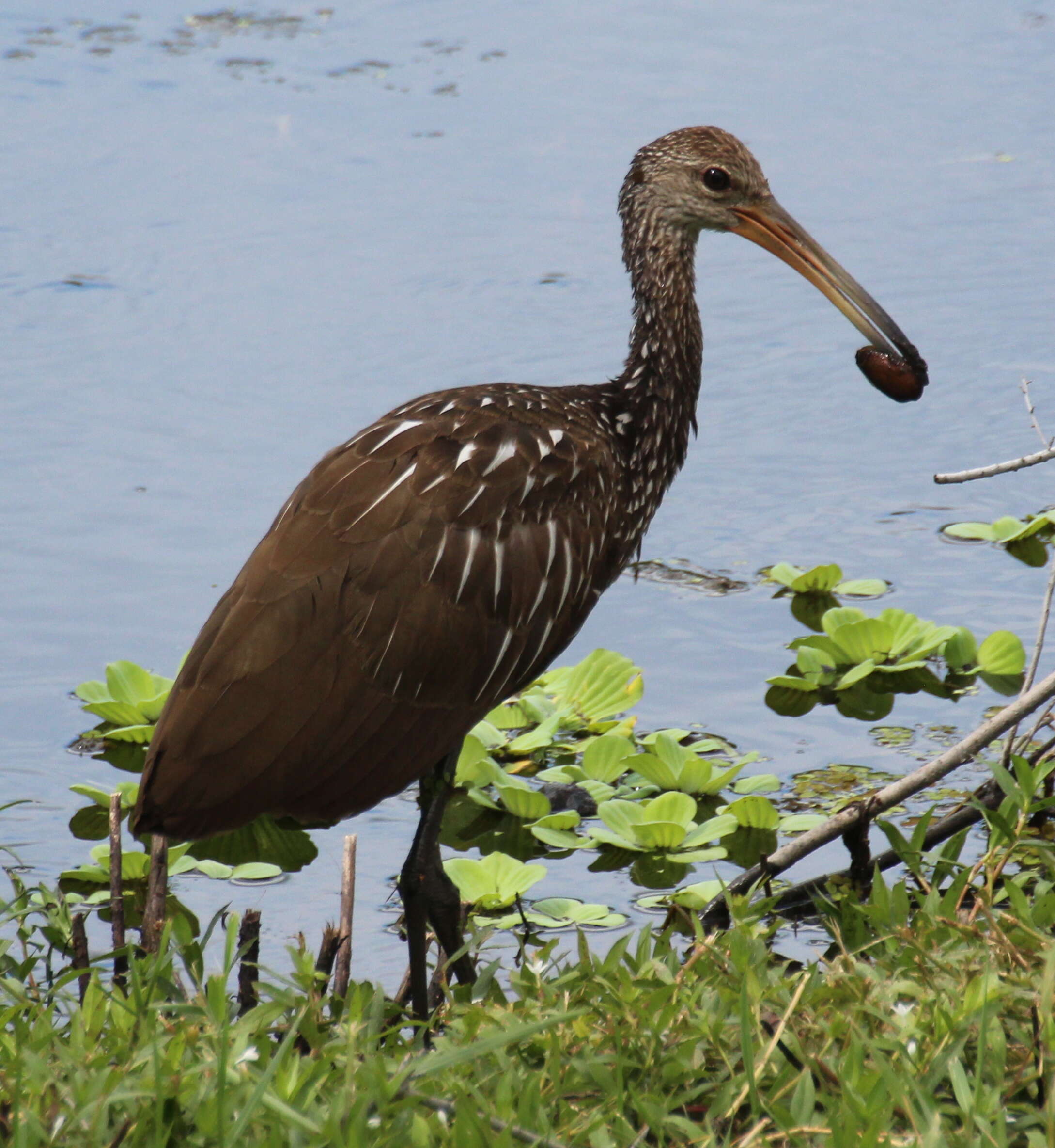 Image of limpkins