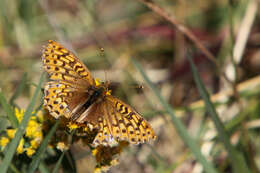 Image of Edwards' Fritillary