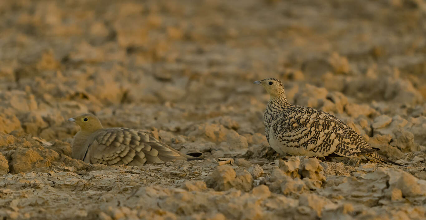 Image of Chestnut-bellied Sandgrouse