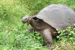 Image of Galapagos giant tortoise