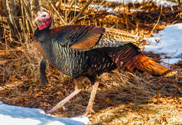 Imagem de Meleagris gallopavo Linnaeus 1758