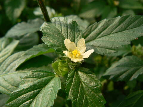 Image of threelobe false mallow