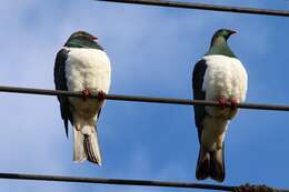 Image of Kererū