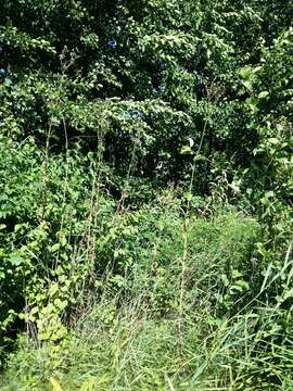 Image of marsh sow-thistle