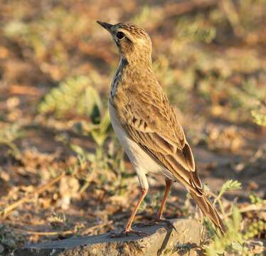 Image of African Pipit