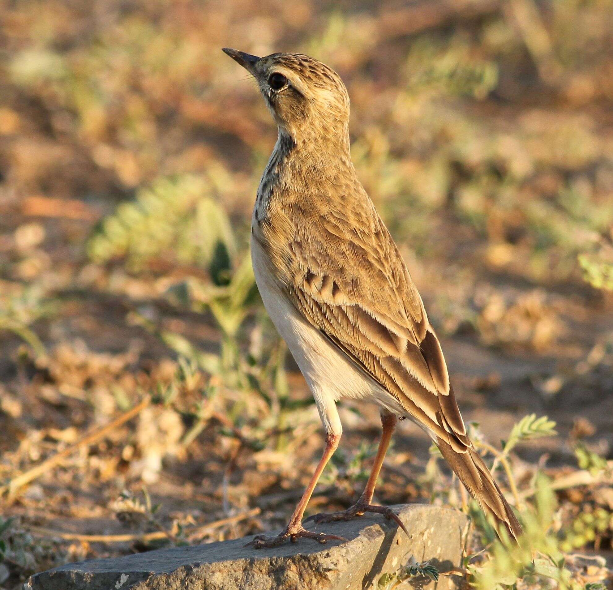 Image of African Pipit