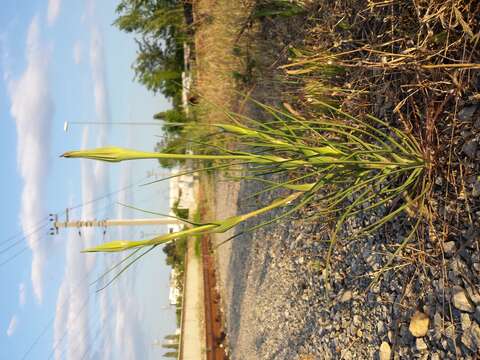 Image of yellow salsify