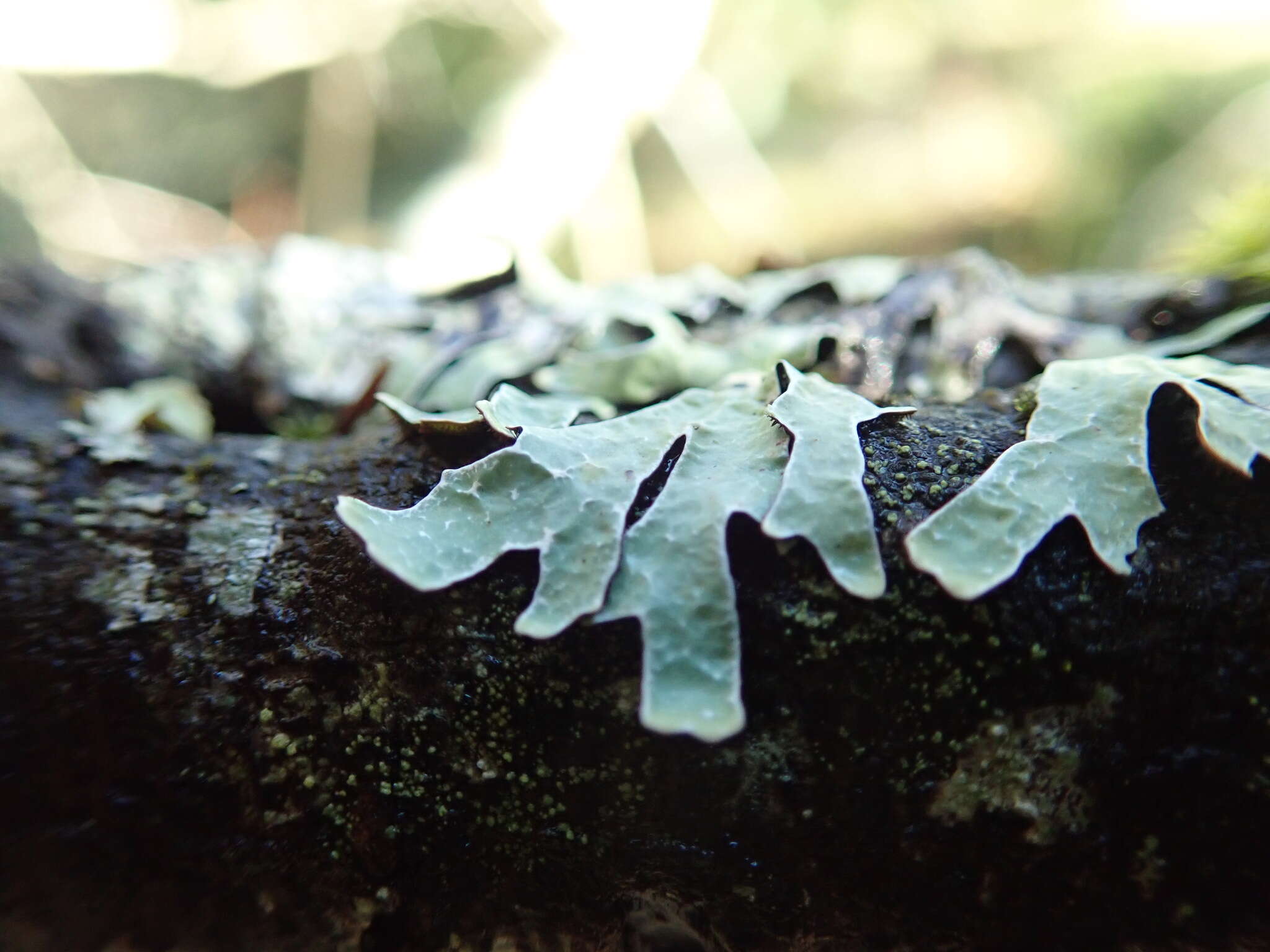 Plancia ëd Parmelia sulcata Taylor